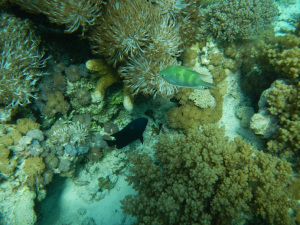 Bawah Laut Tanjung Bira