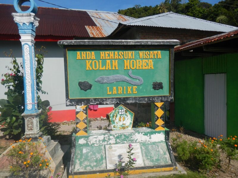 Morea, Belut Raksasa Yang Selalu Kelaparan di Larike Maluku