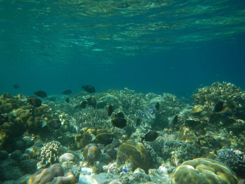 underwater Pulau Nusa Dua Ambon Maluku