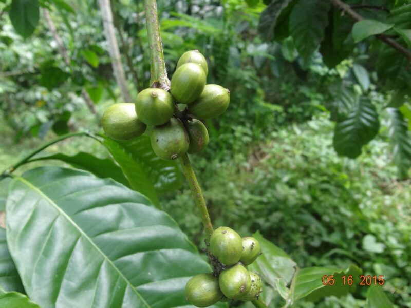 Dari Kebun Kopi Banaran