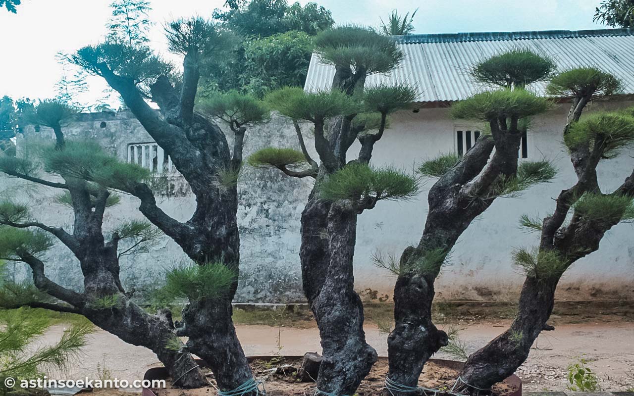 Pohon Cemara Udang yang di bonsai