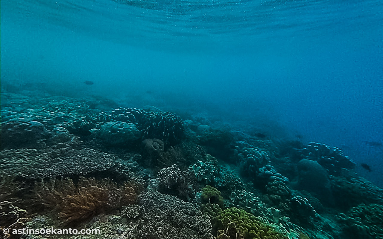Terumbu karang yang masih sehat ada di sekitar Pulau Hatta sini